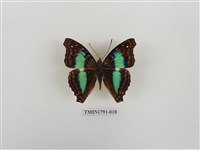 藏品(外國蝴蝶)的圖片